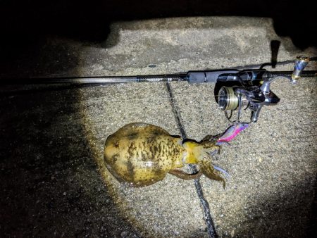 大雨！アオリ3杯&良型シーバス(・x・*)！