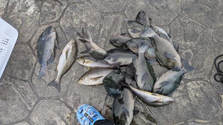 秋グレの数釣り