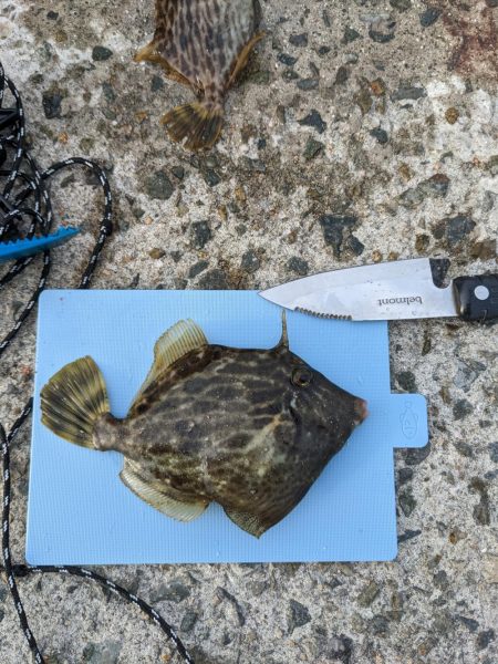 癒しの淡路島ちょうこ