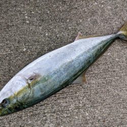 サバからのメジロ笑