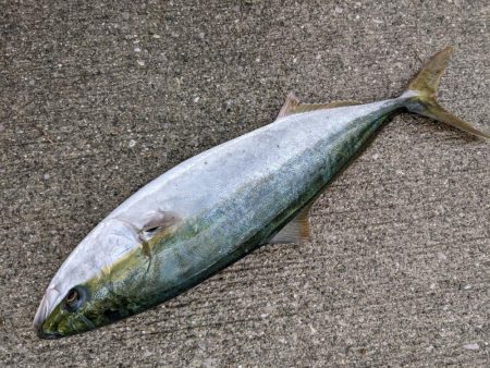 サバからのメジロ笑