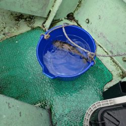 激渋カワハギ釣行