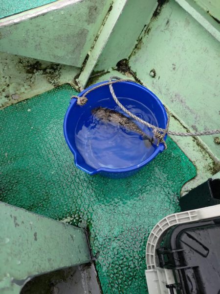 激渋カワハギ釣行