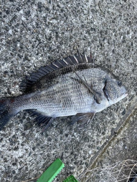 アーバンサイドフィッシュ