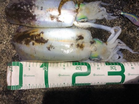 2022 佐渡ヶ島エギング 51回目【11月22日】