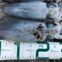 2022 佐渡ヶ島エギング 41回目【11月2日】