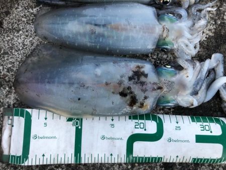 2022 佐渡ヶ島エギング 41回目【11月2日】