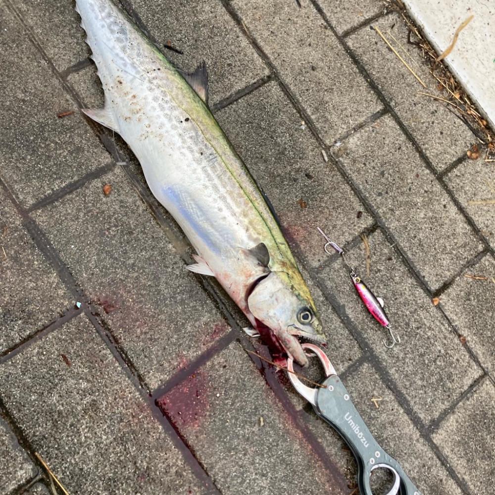 ⭐︎やっとこサゴシ