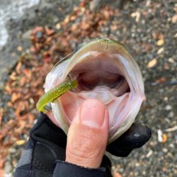 北湖のプリプリバス