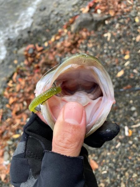 北湖のプリプリバス