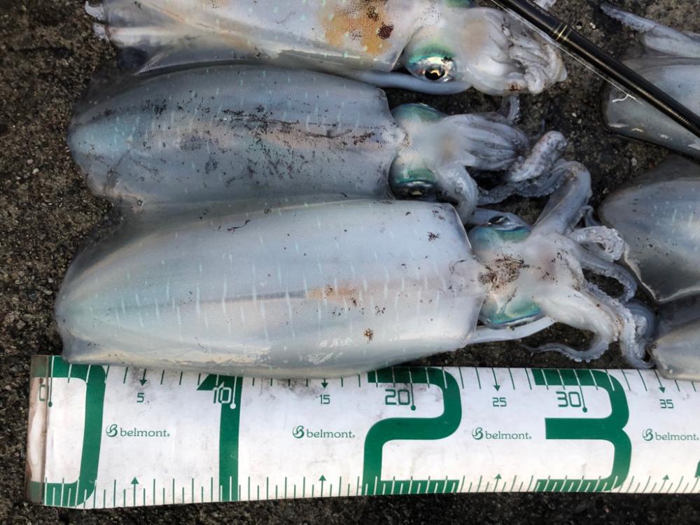 2022 佐渡ヶ島エギング 45回目【11月8日】