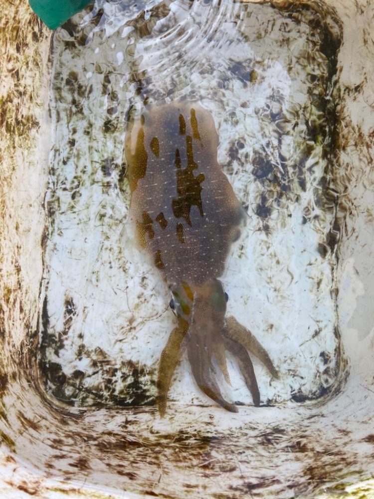 早朝ティップラン