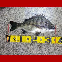 釣りスタートから長くアタリ無く不安な展開