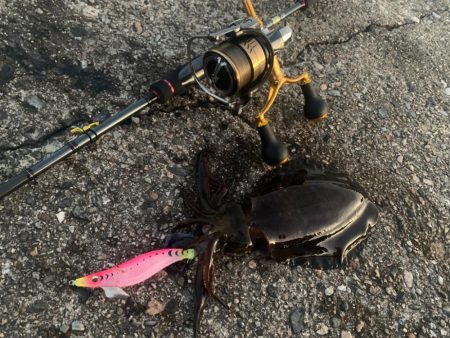 やっぱりエギング最高！