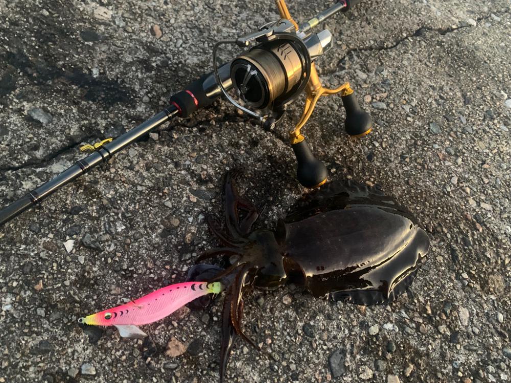 やっぱりエギング最高!