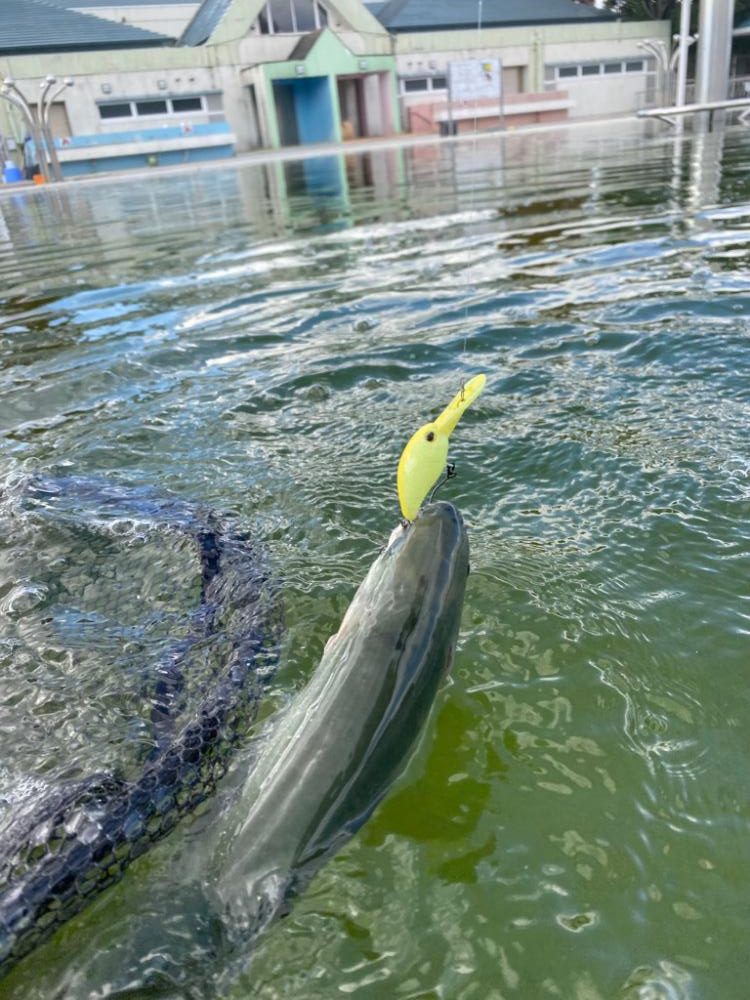 亀プー　エリアトラウト