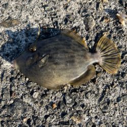 諦めムードの中