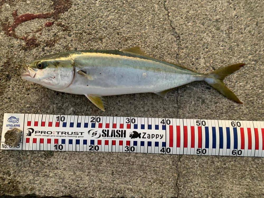 ㊗️初メジロ！