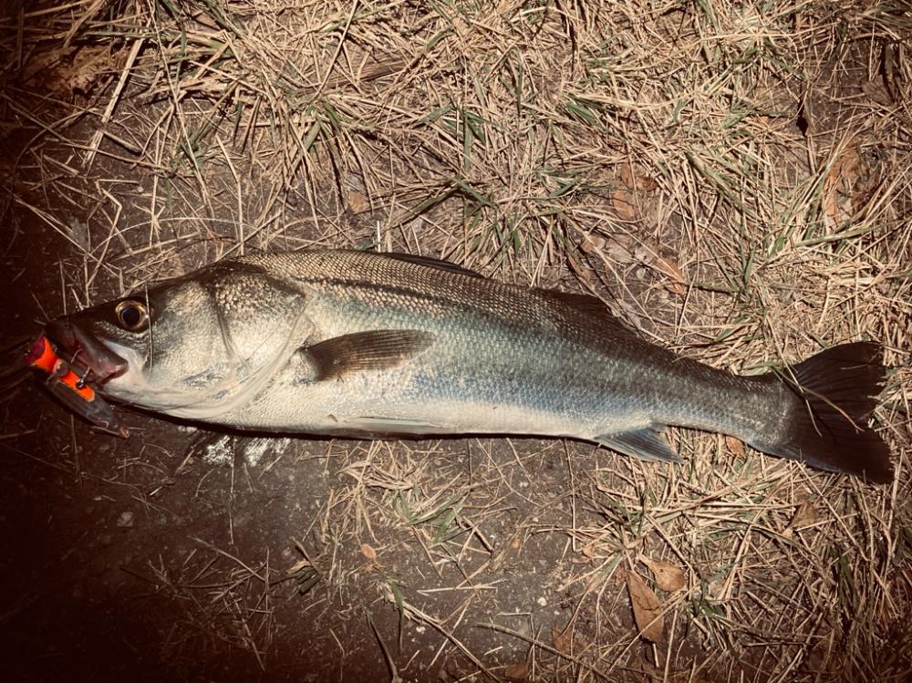 シーバスフィッシング