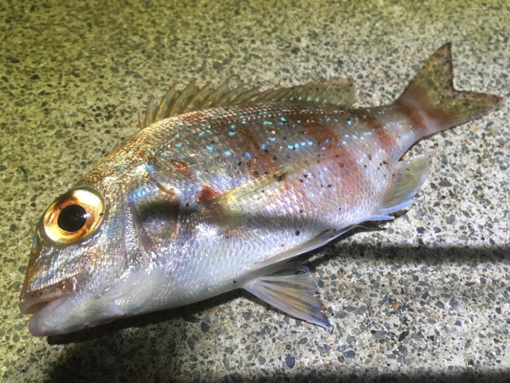 サーフヤエンにトライしたが‥。