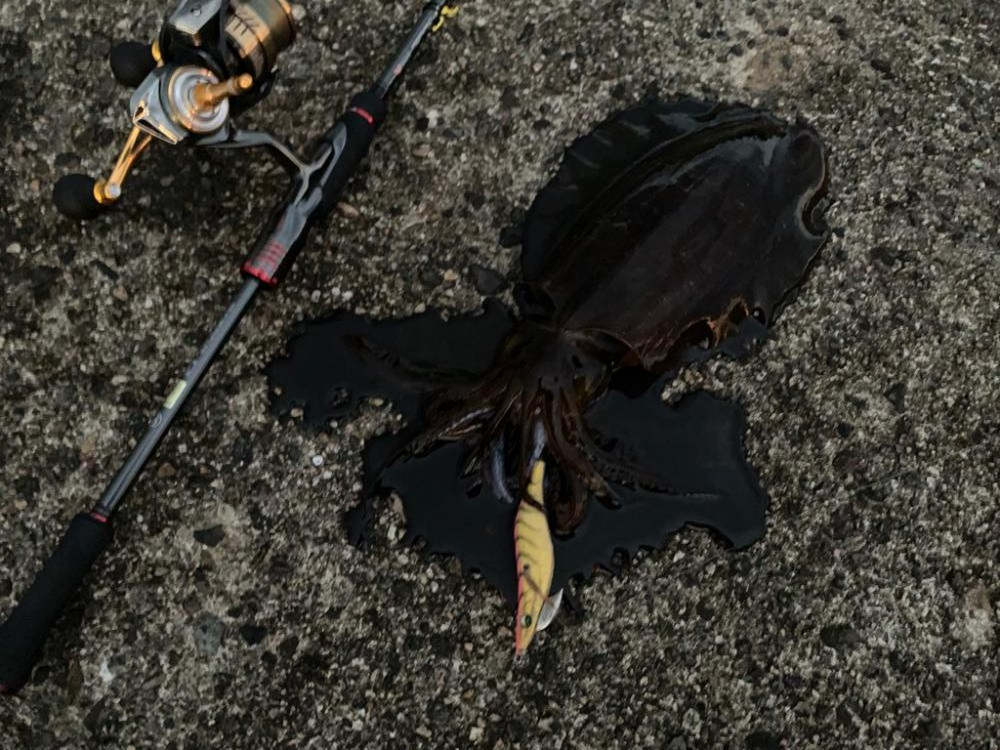 いつも通りのエギング！晩秋ならではの良いサイズ