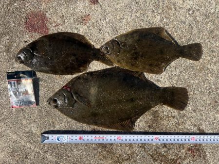 カレイ釣りPart2