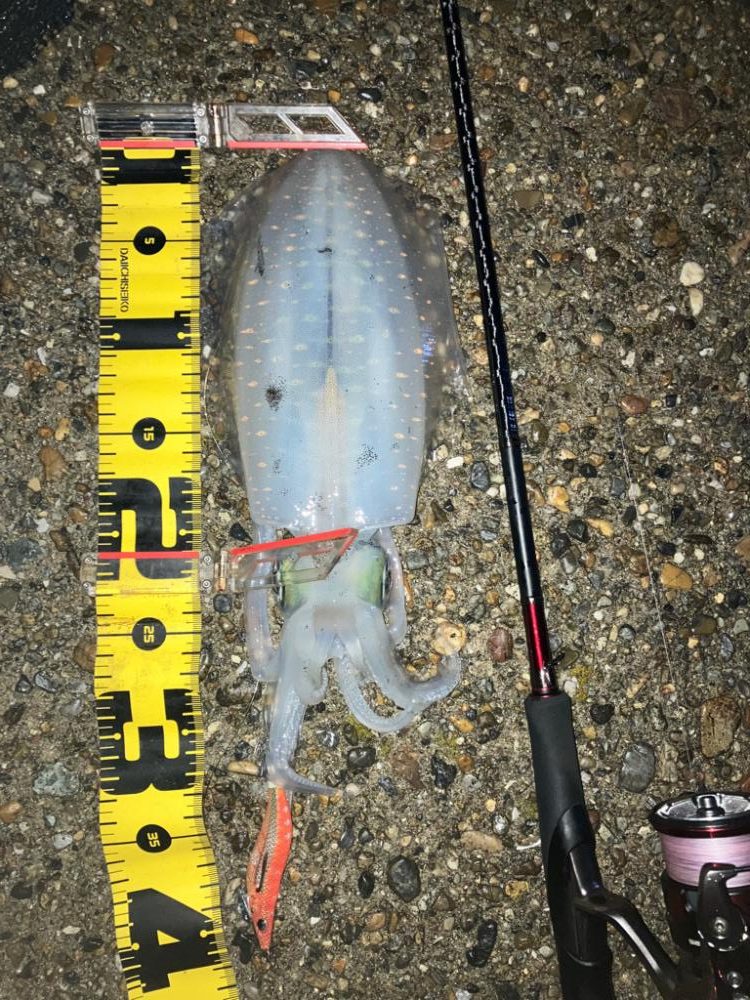 アオリイカは夕マズメにサクッと\(^o^)/