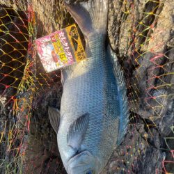 グレ釣り〜TKTYF TEAM杯〜