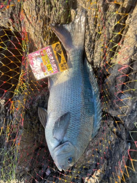 グレ釣り〜TKTYF TEAM杯〜