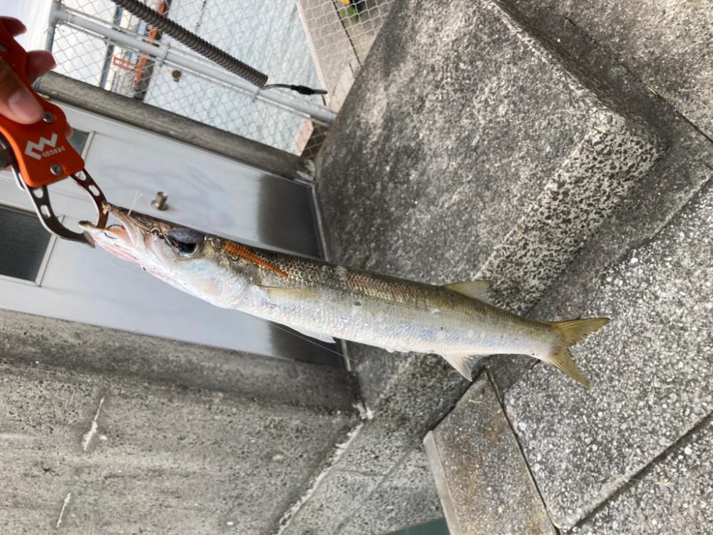 念願の鱒レンデビュー