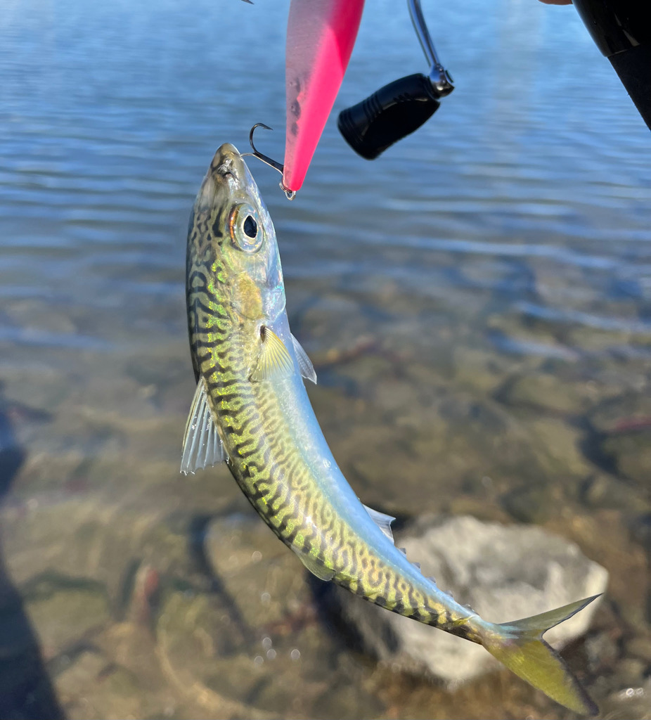 トップウォーターのはずが…