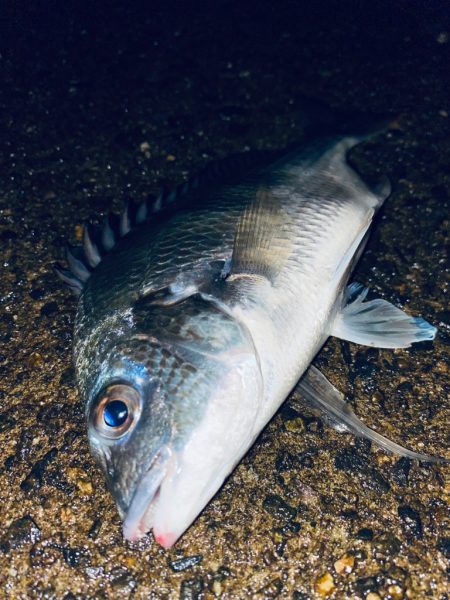 ヘチってきました