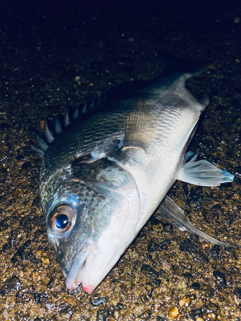 ヘチってきました