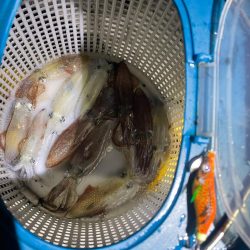 マメイカ釣り