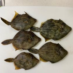 カワハギ♪カワハギ♪