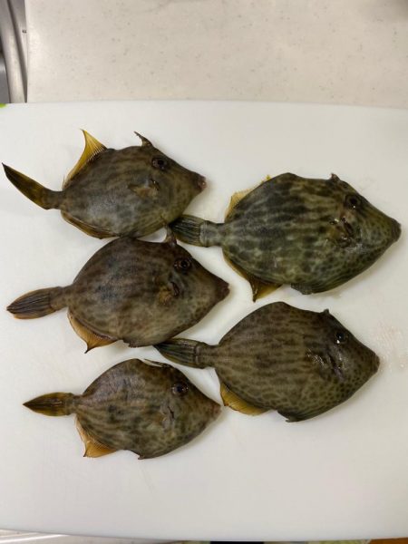 カワハギ♪カワハギ♪