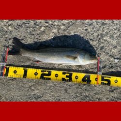 釣り開始から風が強く吹き