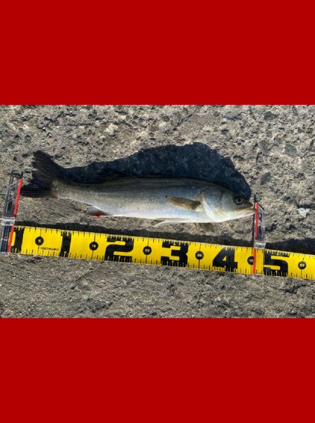 釣り開始から風が強く吹き