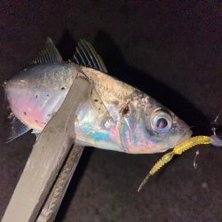 ようやく鳴門アジング