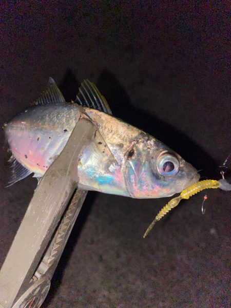 ようやく鳴門アジング