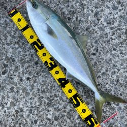 飲ませでアコウ、ルアーでメジロ