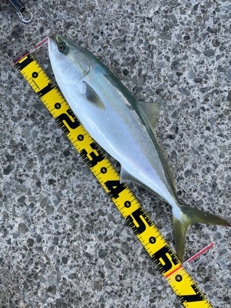 飲ませでアコウ、ルアーでメジロ