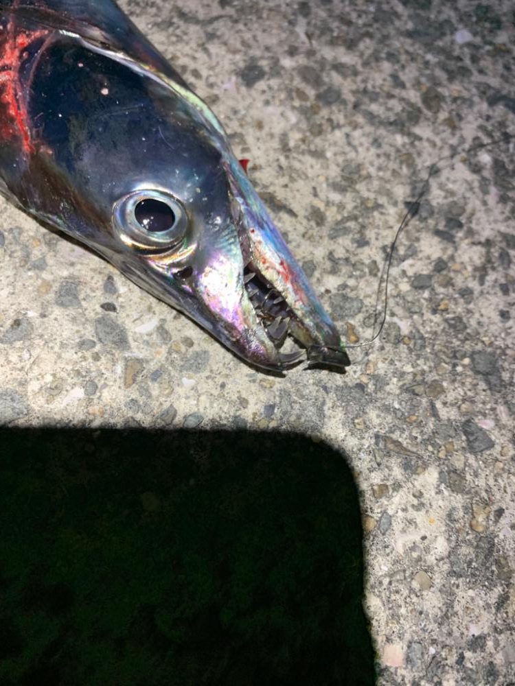 太刀魚！！！！