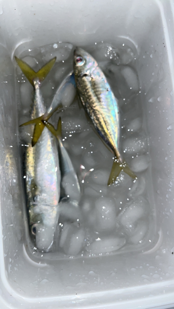 アジ狙いでアジ釣れました