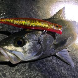 サイズでなーい