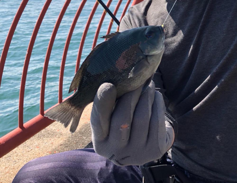 計画通りの鯵後メジロ。