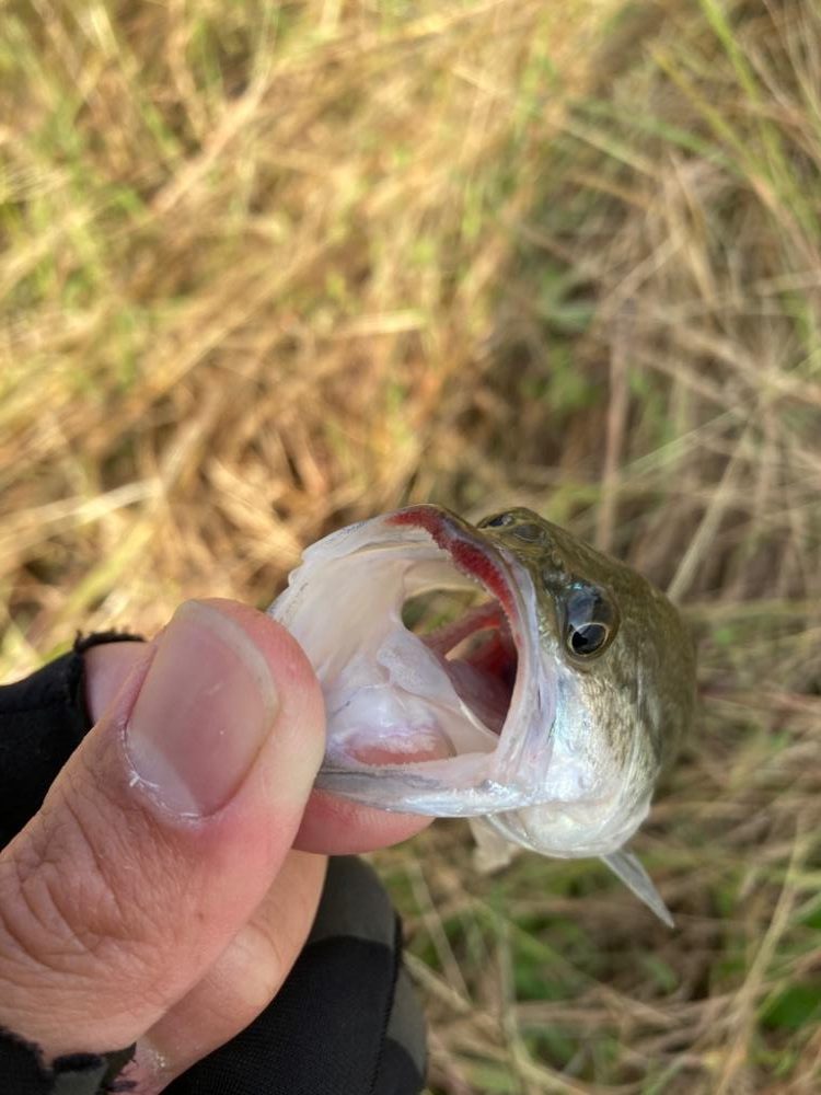 水温は下がってもバスは元気