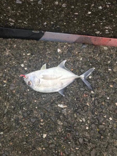 ワカナ、メッキ