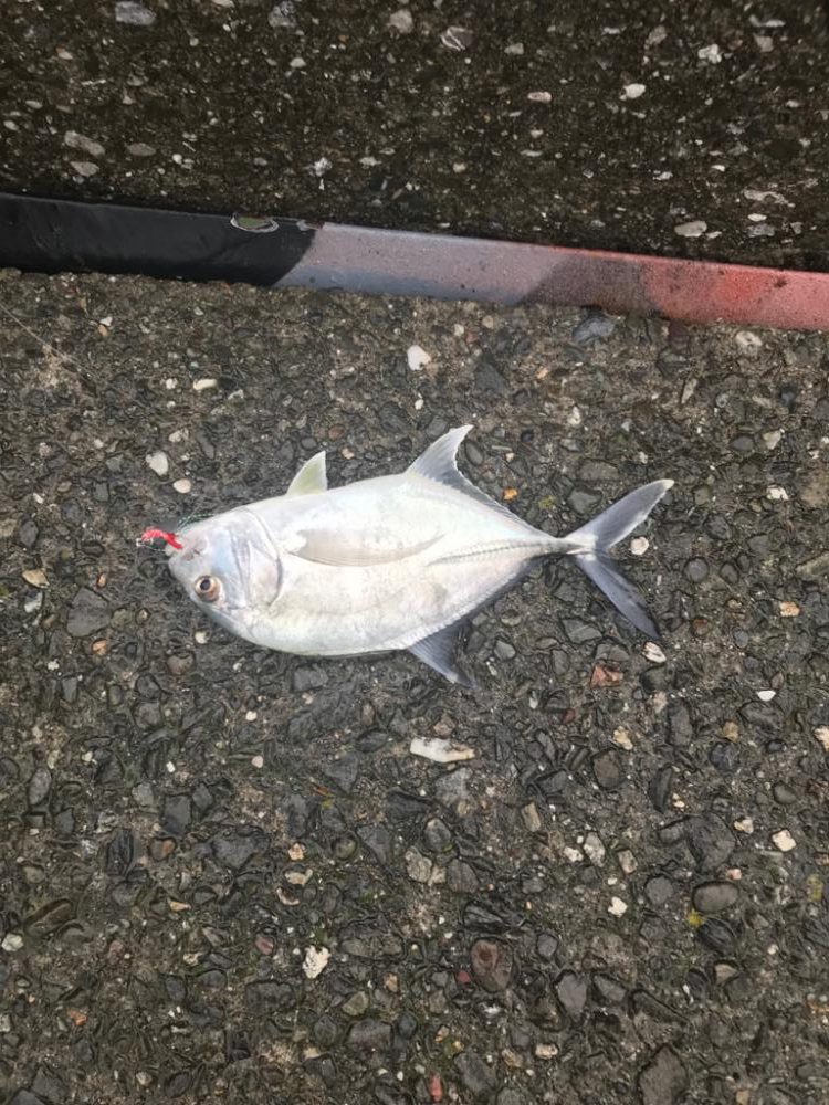 ワカナ、メッキ