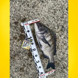 日の出はアジ、サバその後